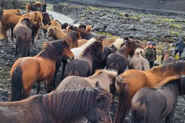 The many shades of Mr Iceland horses