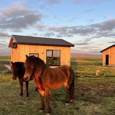 You can sleep near Iceland horses at Mr Iceland farm