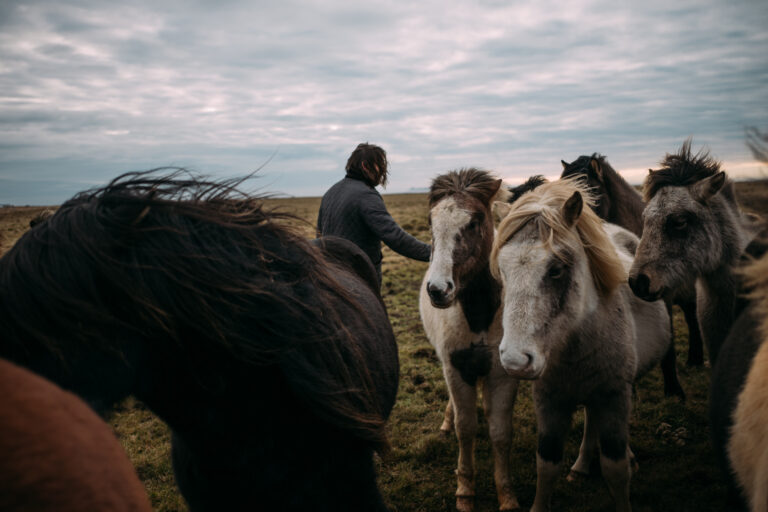 Healthy horses are our passion