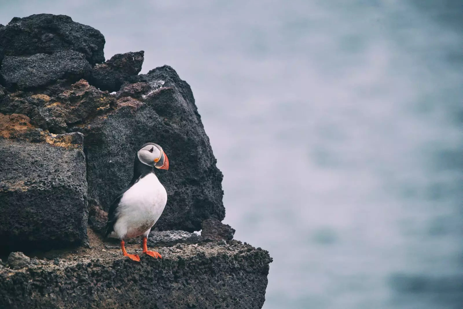 Iceland Photo Tours - Vestmannaeyjar puffins in Iceland